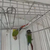 گرینچیک مولد|پرنده|آران و بیدگل, |دیوار