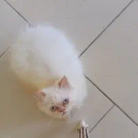بچه گربه پرشین