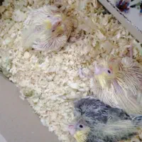 جوجه عروس هلندی سرلاکی از۱روزتا۴۵روزدررنگای مختلف|پرنده|آبیک, |دیوار