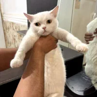 گربه بریتیش ماده سفید