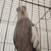 عروس هلندی نر وایت فیس