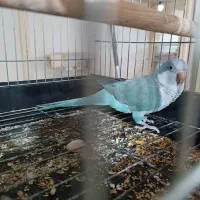 راهب ابی کاملا دستی|پرنده|قدس, شهرقدس|دیوار