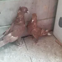 یجفت رواعب مغلوف