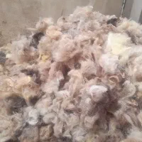 ۶عدد تشک پشم طبیعی|رختخواب، بالش، پتو|قائمشهر, |دیوار