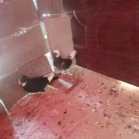 کبوتر شازده