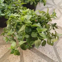 گلدون گل یخ|گل و گیاه طبیعی|مشهد, بلال|دیوار