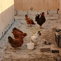 مرغ وخروس فروشی|حیوانات مزرعه|کرج, باغستان|دیوار