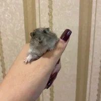 دوعدد همستر کمپل نروماده جدا هم ب فروش میرسه|موش و خرگوش|تهران, کوهک|دیوار