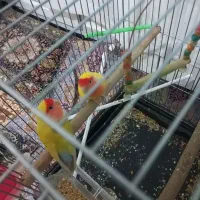 کوتوله برزیلی از نژاد های مختلف