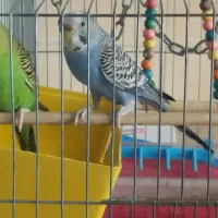 مرغ عشق جفت|پرنده|ری, حمزه‌آباد|دیوار