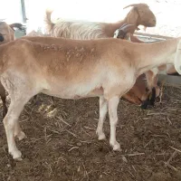 میش