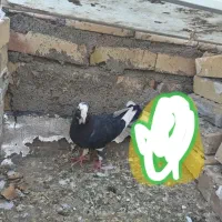 قره مینا