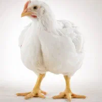 پیش فروش جوجه گوشتی