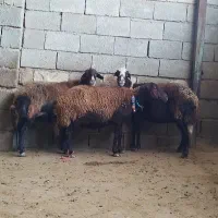 3 راس میش غزل افشار