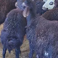 بره نر|حیوانات مزرعه|سنندج, |دیوار