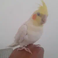 عروس هلندی جوجه بالغ دستی لیتینو البینو