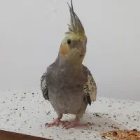 عروس هلندی ماده