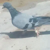 کفتر