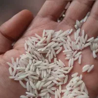 برنج