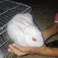 بچه خرگوش|موش و خرگوش|داراب, |دیوار