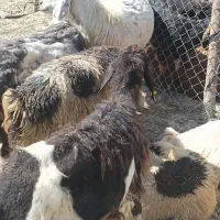 میش برع