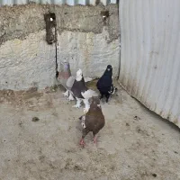 چندجفت کفتر|پرنده|شیراز, شیخ علی چوپان|دیوار