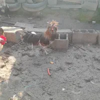 خروس لهستانی اصل