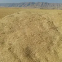 فروش کاه