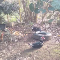 اردک اسرائیلی نر و ماده تخم گذار