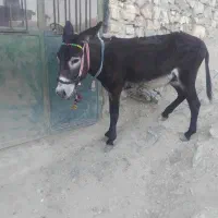 الاغ فروشی