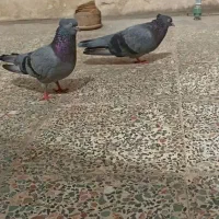 کبوتر