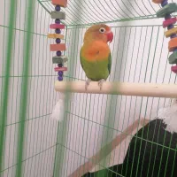 طوطی کوتوله برزیلی