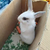 خرگوش سفید|موش و خرگوش|قرچک, شهرک طلائیه|دیوار