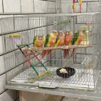 طوطی گیرینچیک آناناسی دبل رد مولد صد در صد|پرنده|اصفهان, فرودگاه شهید بهشتی|دیوار