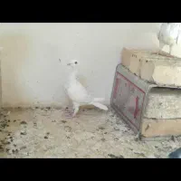 کبوتر پلاکی ذات دار|پرنده|سیسخت, |دیوار