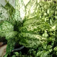 آگلونما سفید سطل ۳ چند یوته|گل و گیاه طبیعی|زرگرشهر, |دیوار