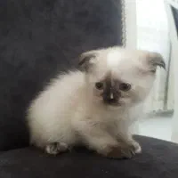 دوعدد گربه اسکاتیش|گربه|زنجان, |دیوار