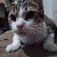 واگذاری گربه خانگی