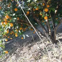 پرتقال تامسون تناژ