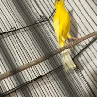 قناری طلایی نر