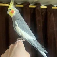 2 عدد عروس هلندی نر|پرنده|رودسر, |دیوار