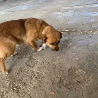 سک پاکوتاه ماده|سگ|اردبیل, |دیوار