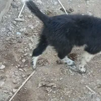 توله سگ|سگ|نجفآباد, ویلاشهر|دیوار