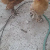 خروس برهما