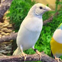 معاوضه سیلور نر با ماده