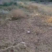 فروش فوری ۴۷۵ متر زمین در ابهر|فروش زمین و ملک کلنگی|صائین قلعه, |دیوار