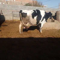 یگ راس گاو شیری با گوساله ۳۰ روزه