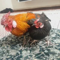 مرغ و خروس مینیاتوری ژاپنی