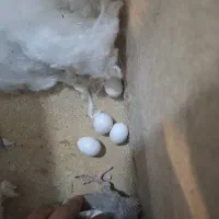 عروس هلندی وایت فیس