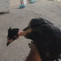 جوجه نژاد گلین تعداد پنج عدد